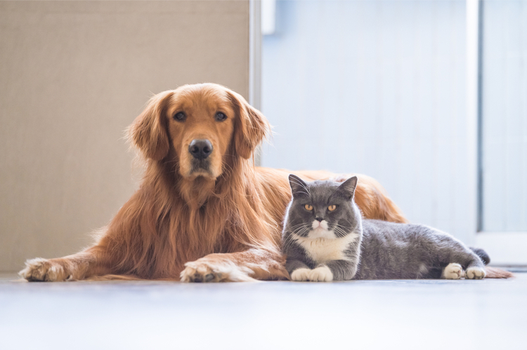 Một số bệnh ký sinh trùng có thể mắc phải khi nuôi thú cưng