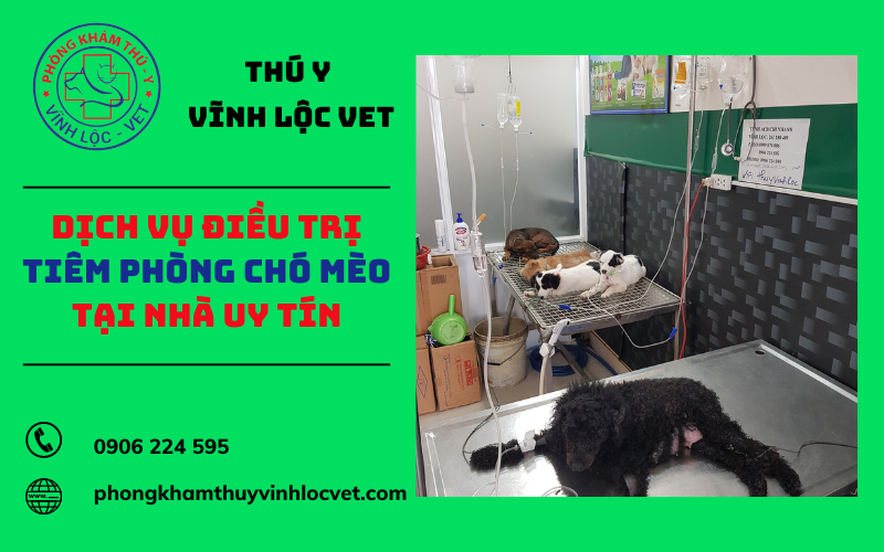 Vĩnh Lộc Vet - Dịch vụ điều trị tiêm phòng chó mèo tại nhà